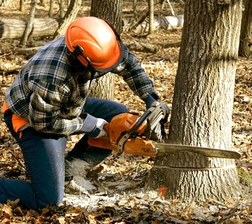 Tree Removal in Sand Lake, NY